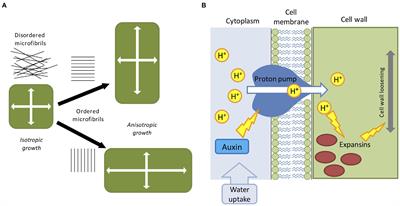 Shaping the Organ: A Biologist Guide to Quantitative Models of Plant Morphogenesis